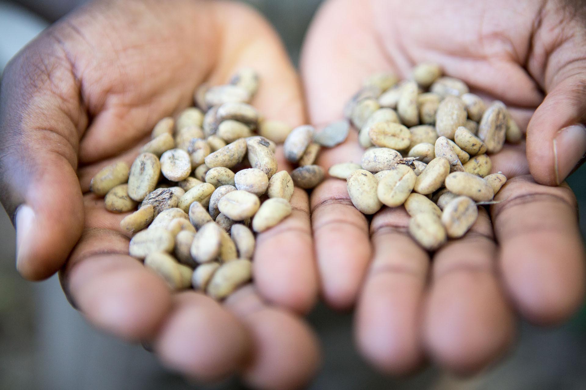 Unroasted coffee beans, fresh from the plantation